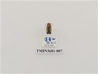 藏品(大端黑螢)的圖片
